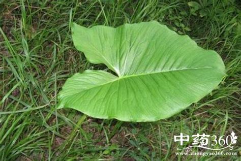 海芋风水|海芋的风水作用（家居养花的好处和注意事项）